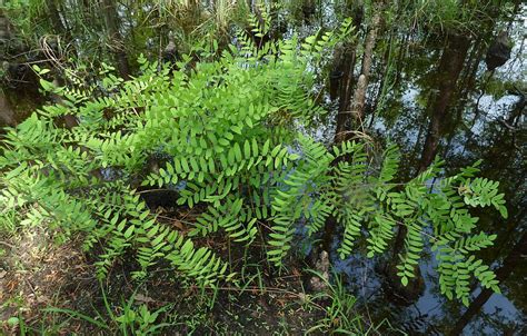 where do royal ferns originate.